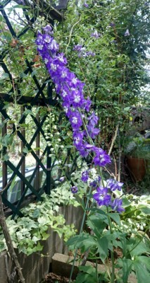 f:id:bluemoonbell:20170720122638j:image:right