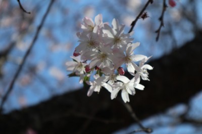 f:id:bluemoonbell:20180330110821j:image