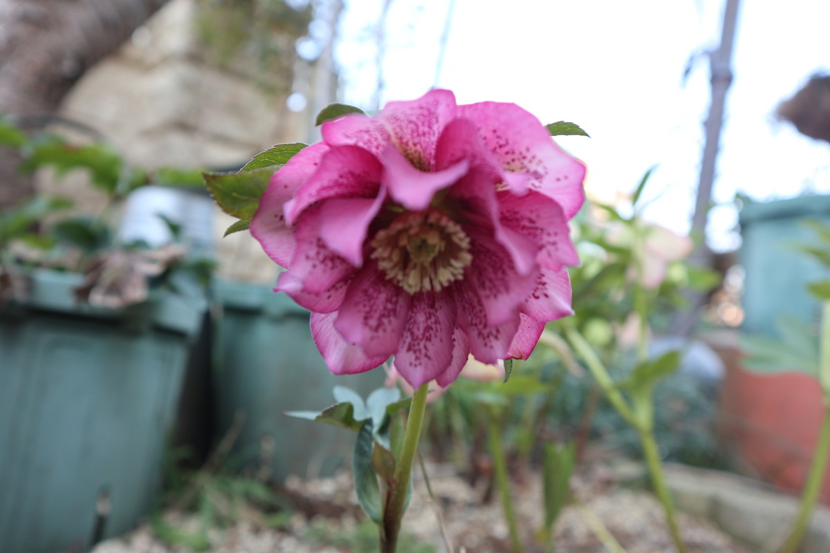 f:id:bluemoonbell:20190204193819j:plain