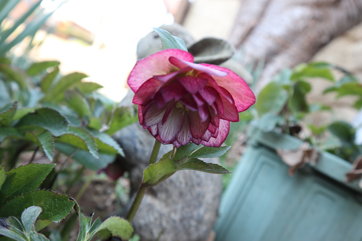 f:id:bluemoonbell:20190204193853j:plain