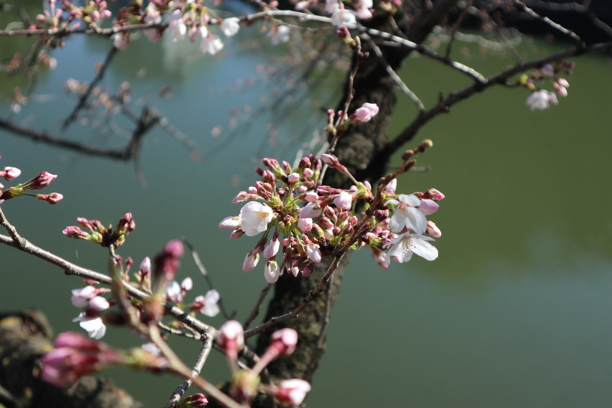 f:id:bluemoonbell:20190213180656j:plain