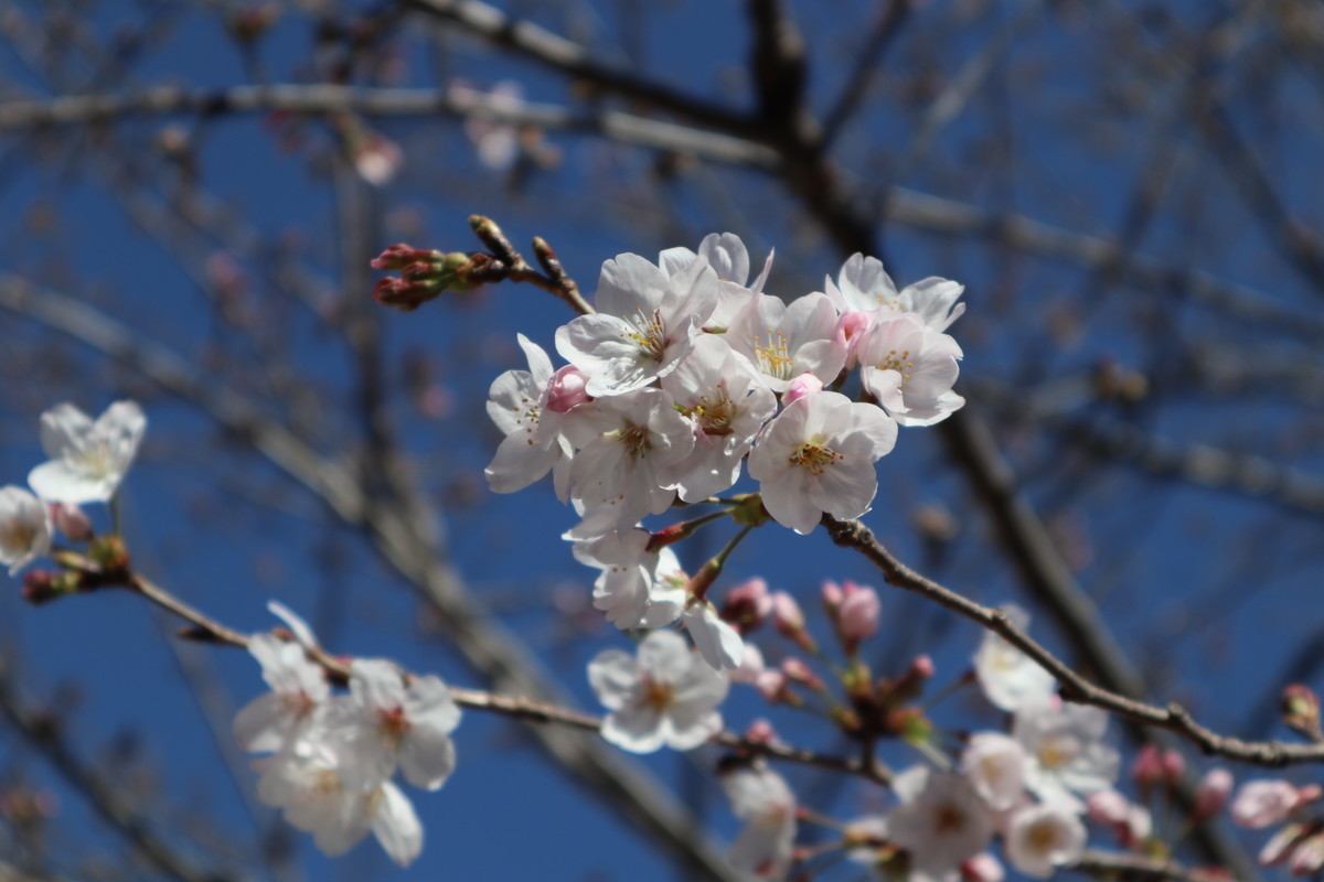 f:id:bluemoonbell:20190213180713j:plain