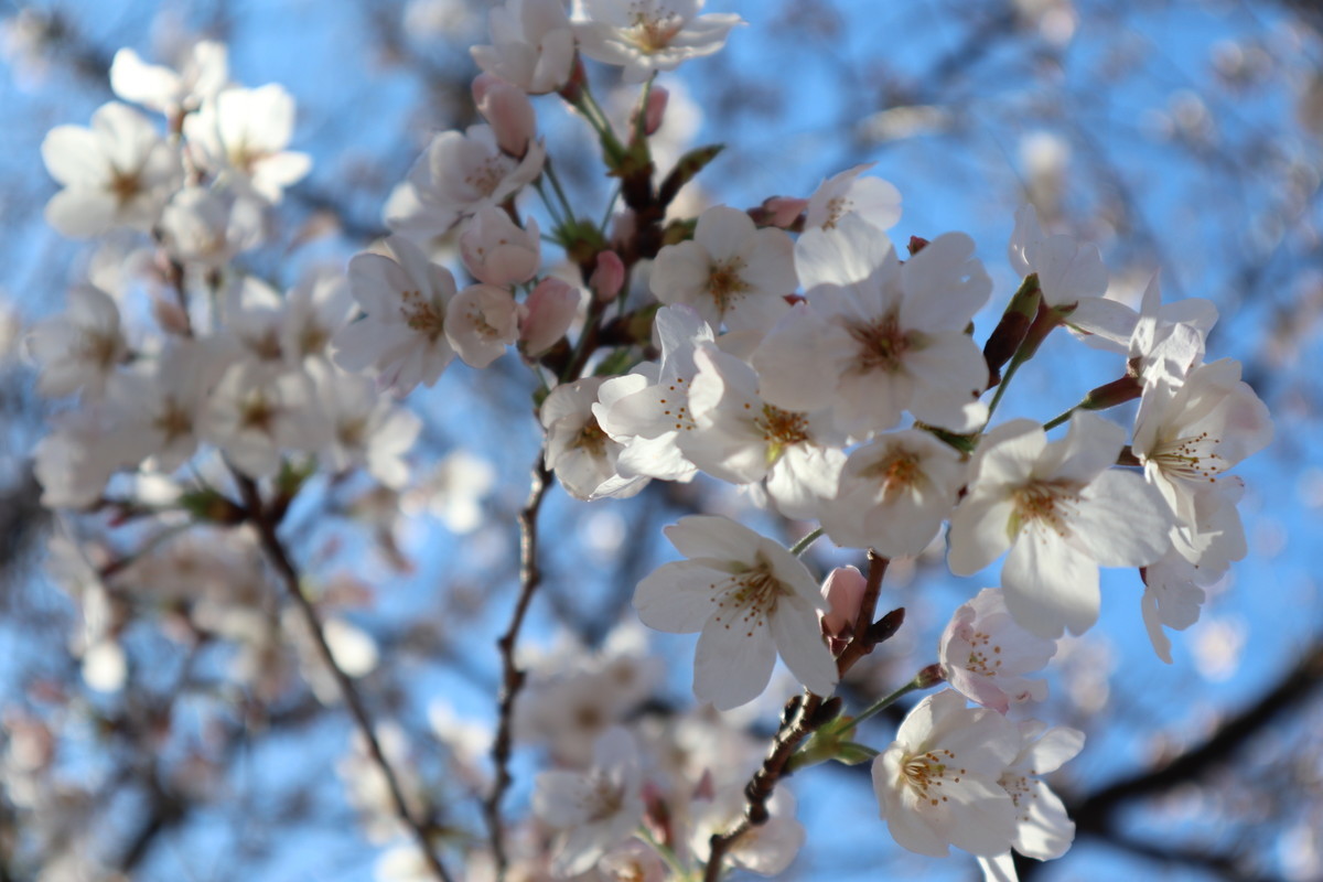 f:id:bluemoonbell:20190213181314j:plain