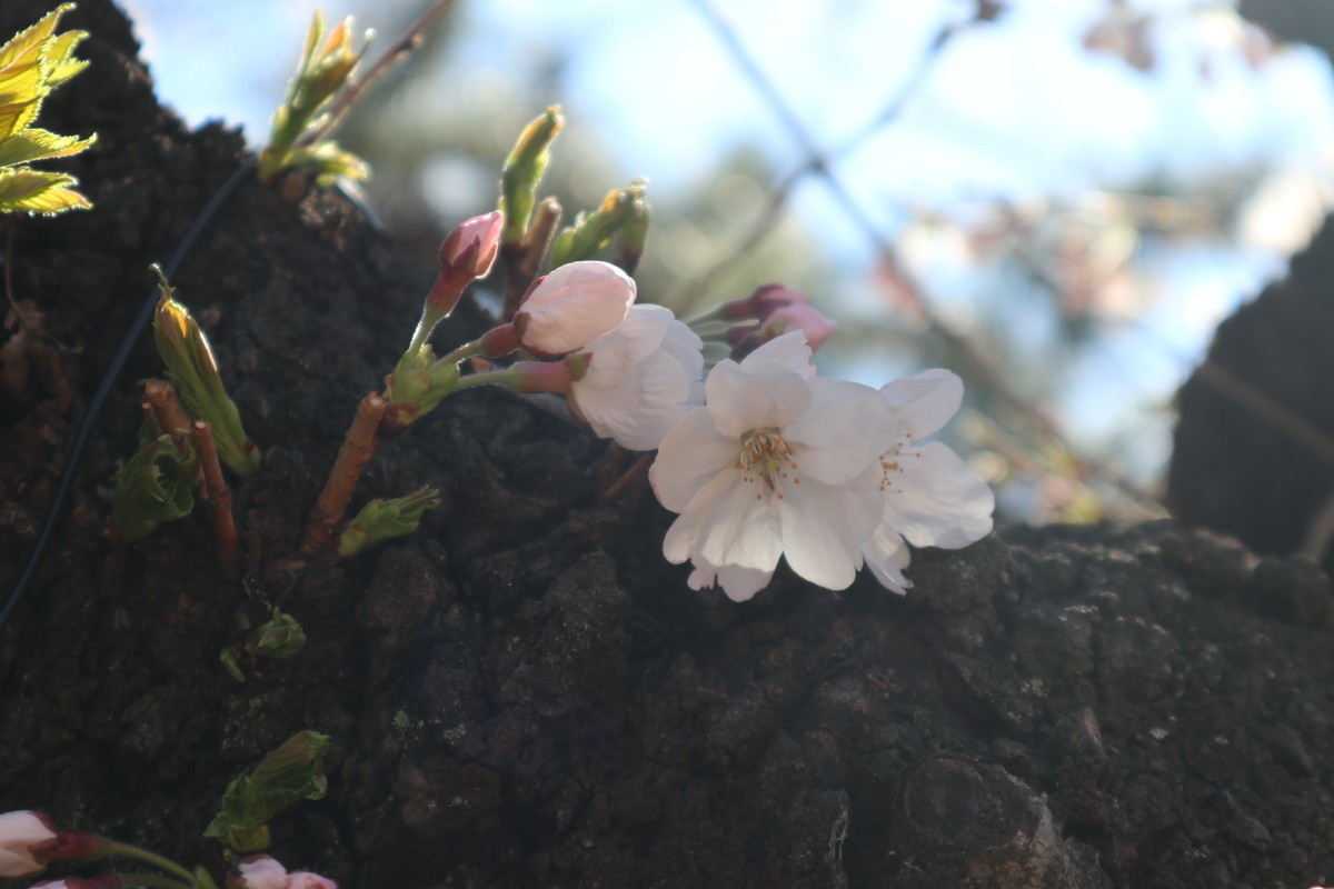 f:id:bluemoonbell:20190213181409j:plain