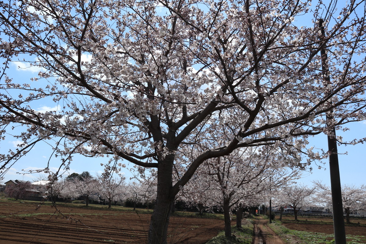 f:id:bluemoonbell:20190223220326j:image:w500