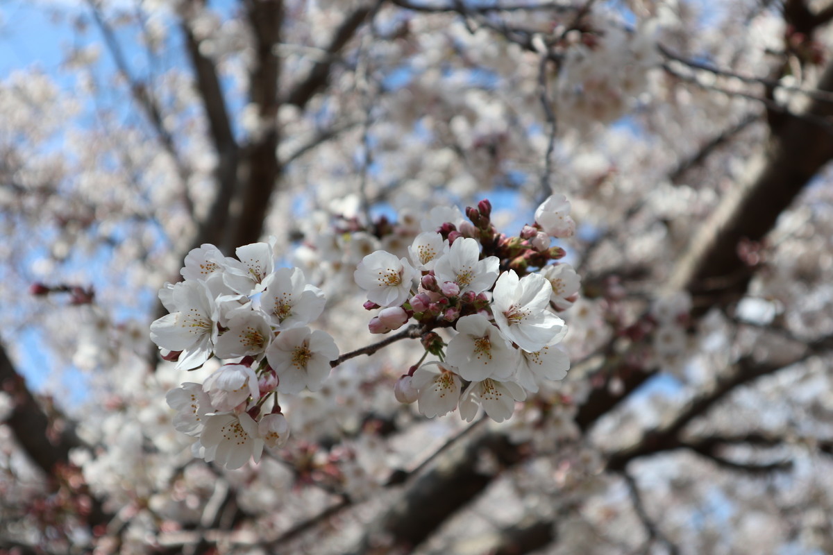 f:id:bluemoonbell:20190223220809j:image:w500