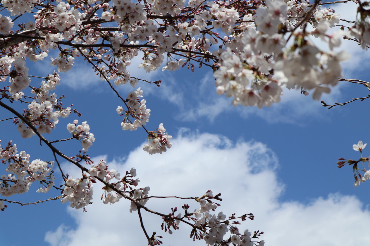 f:id:bluemoonbell:20190223221051j:image:w500