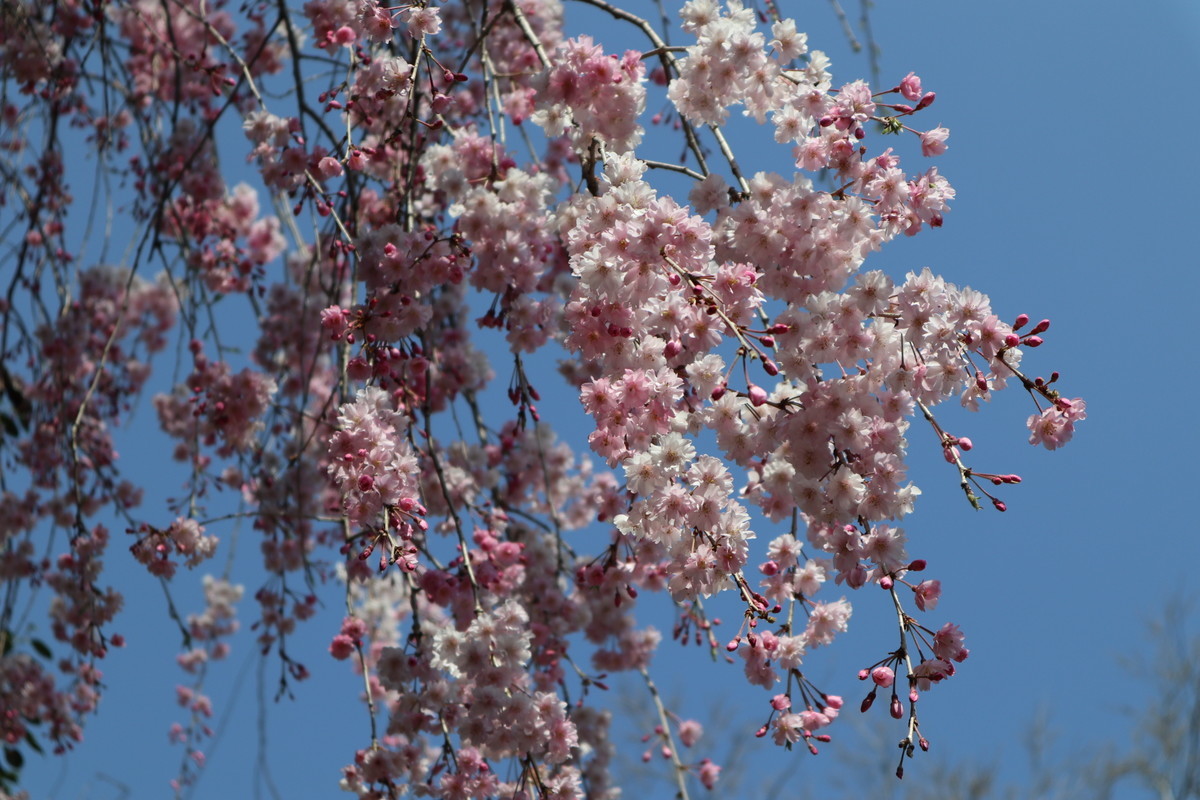 f:id:bluemoonbell:20190226185026j:plain