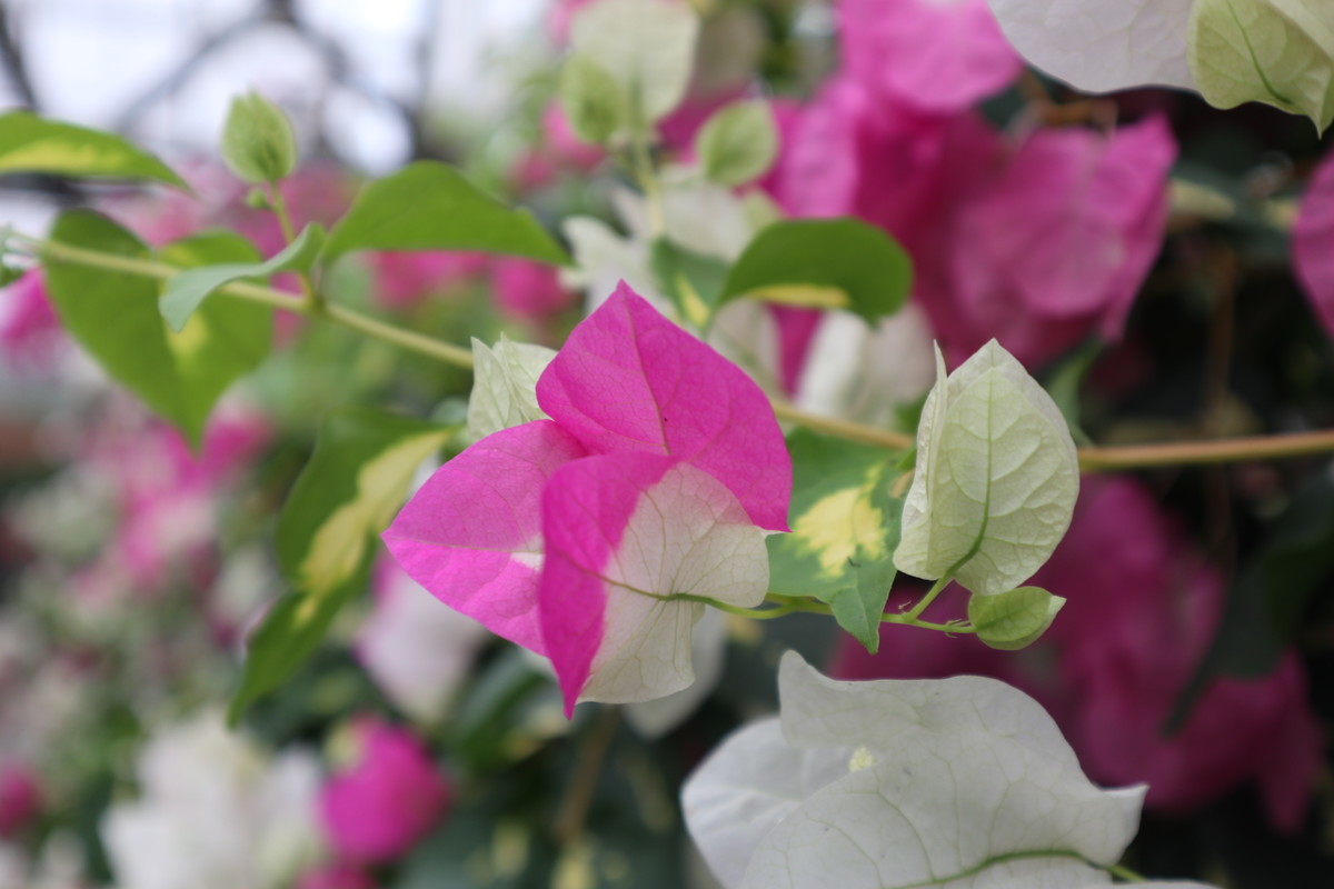 f:id:bluemoonbell:20190305202228j:plain