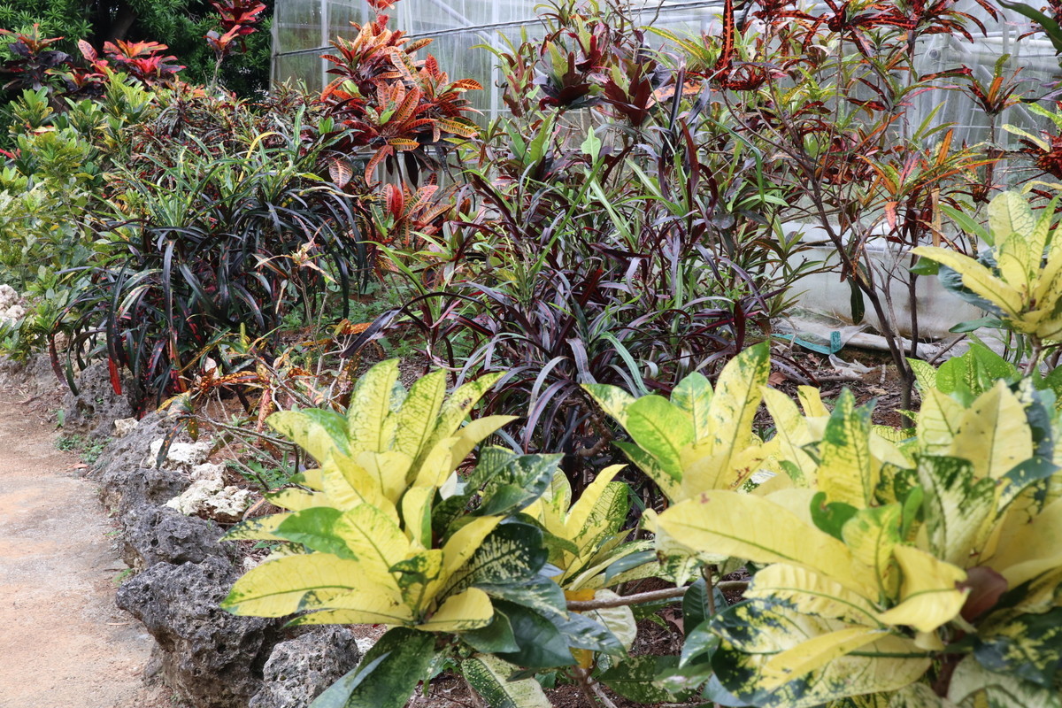 f:id:bluemoonbell:20190305202906j:plain