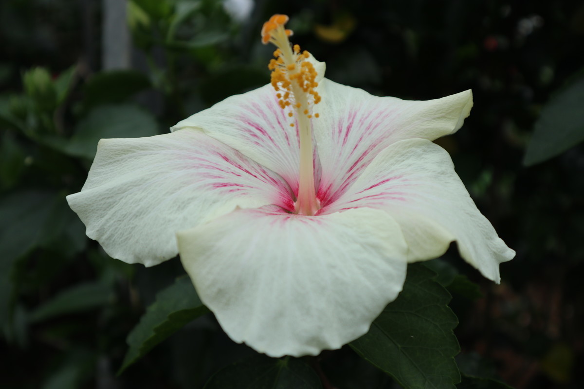 f:id:bluemoonbell:20190305202948j:image:w300:left