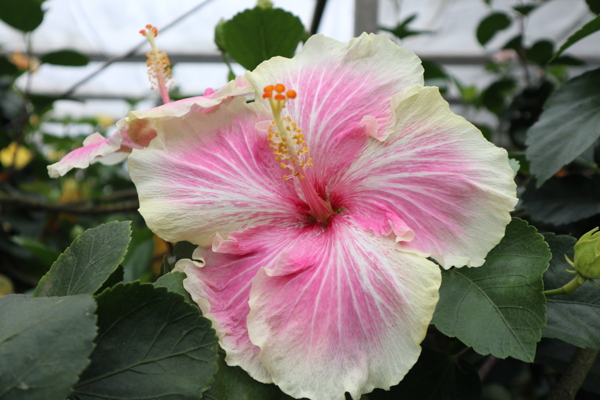 f:id:bluemoonbell:20190305203032j:image:w300