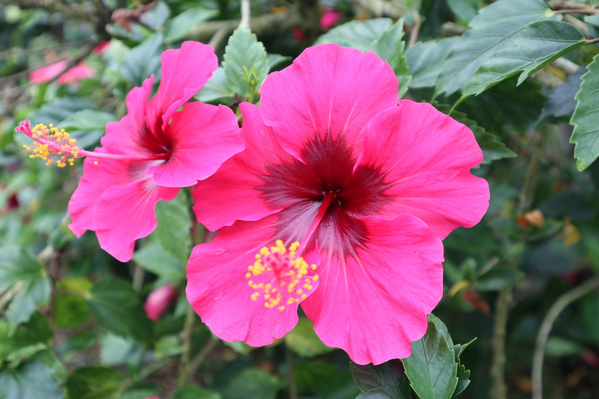 f:id:bluemoonbell:20190305203042j:image:w300:left