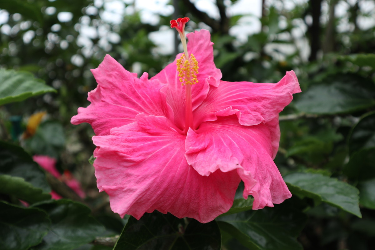 f:id:bluemoonbell:20190305203112j:image:w300