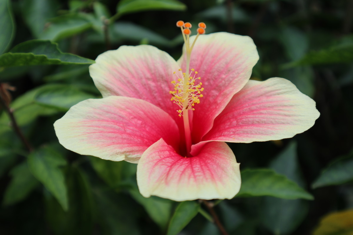 f:id:bluemoonbell:20190305203133j:image:w300:left