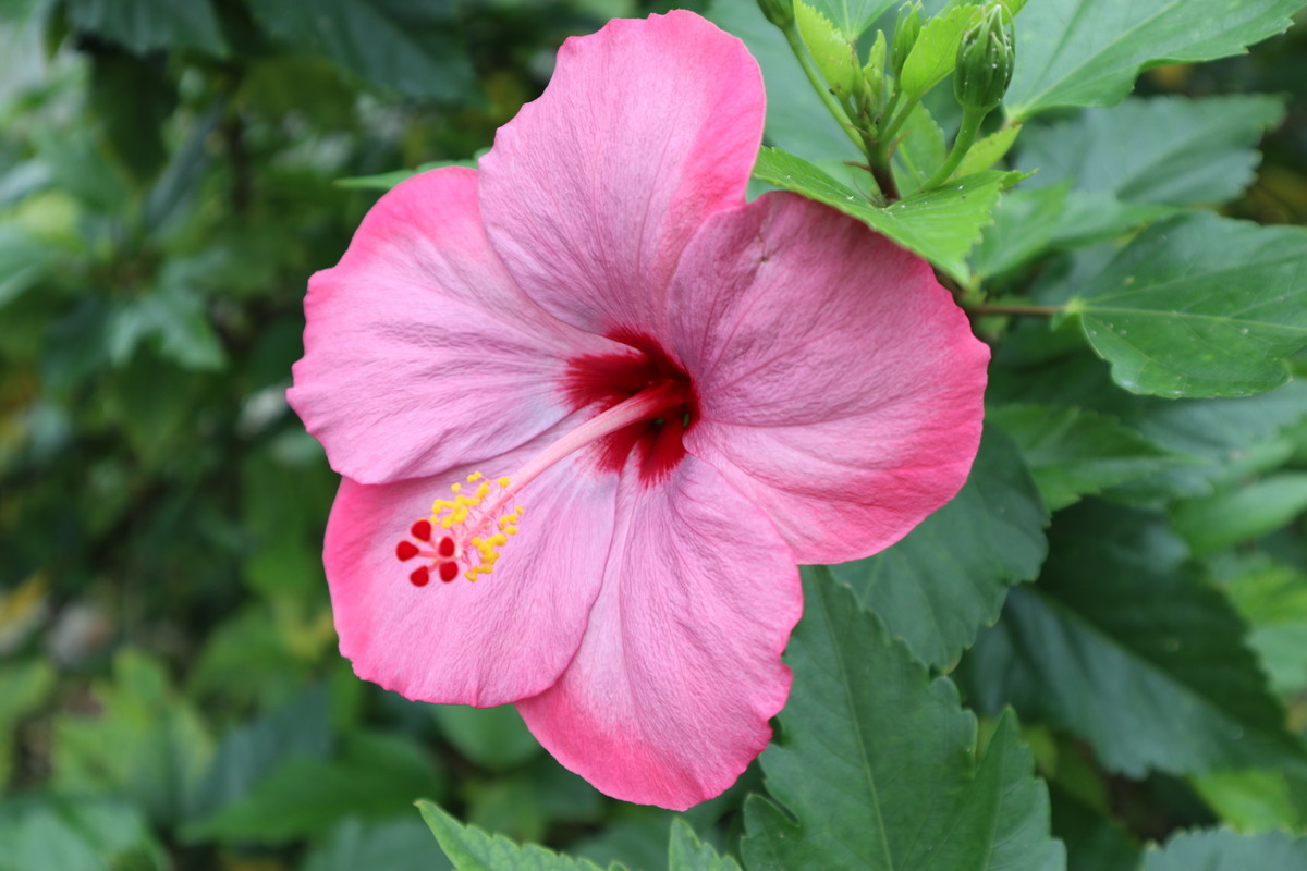 f:id:bluemoonbell:20190305203147j:image:w300