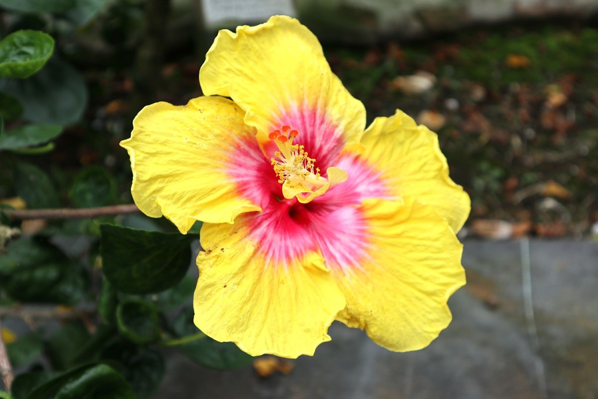 f:id:bluemoonbell:20190305203240j:image:w300:left