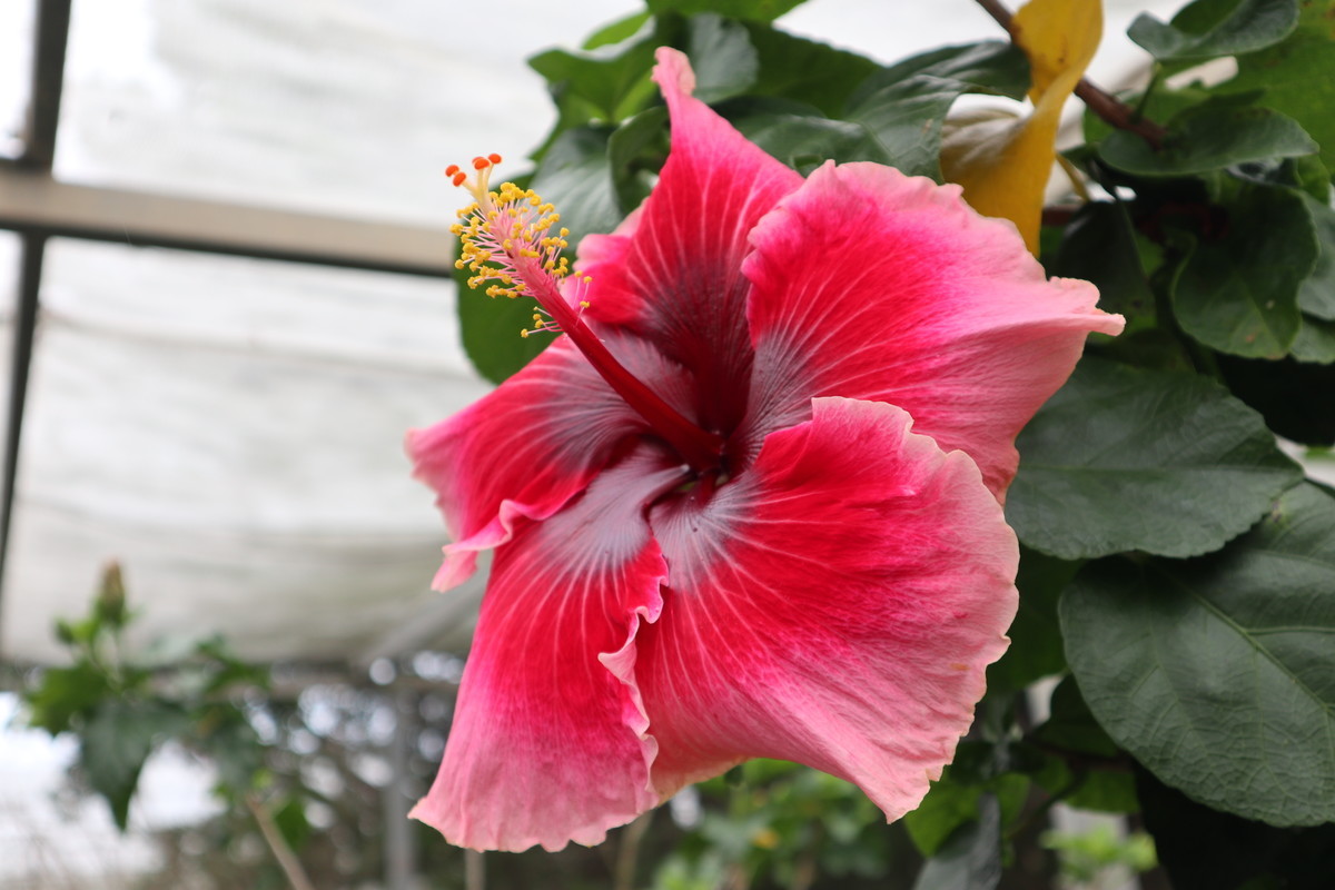 f:id:bluemoonbell:20190305203333j:image:w300