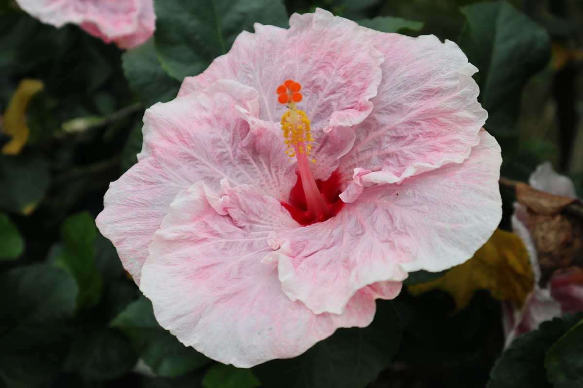 f:id:bluemoonbell:20190305203403j:image:w300:left