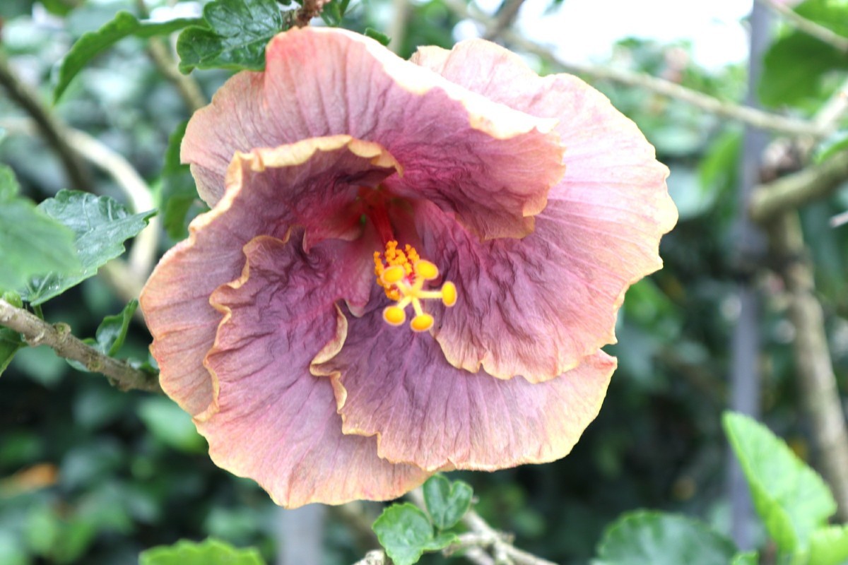 f:id:bluemoonbell:20190305203429j:plain f:id:bluemoonbell:20190305203429j:plain