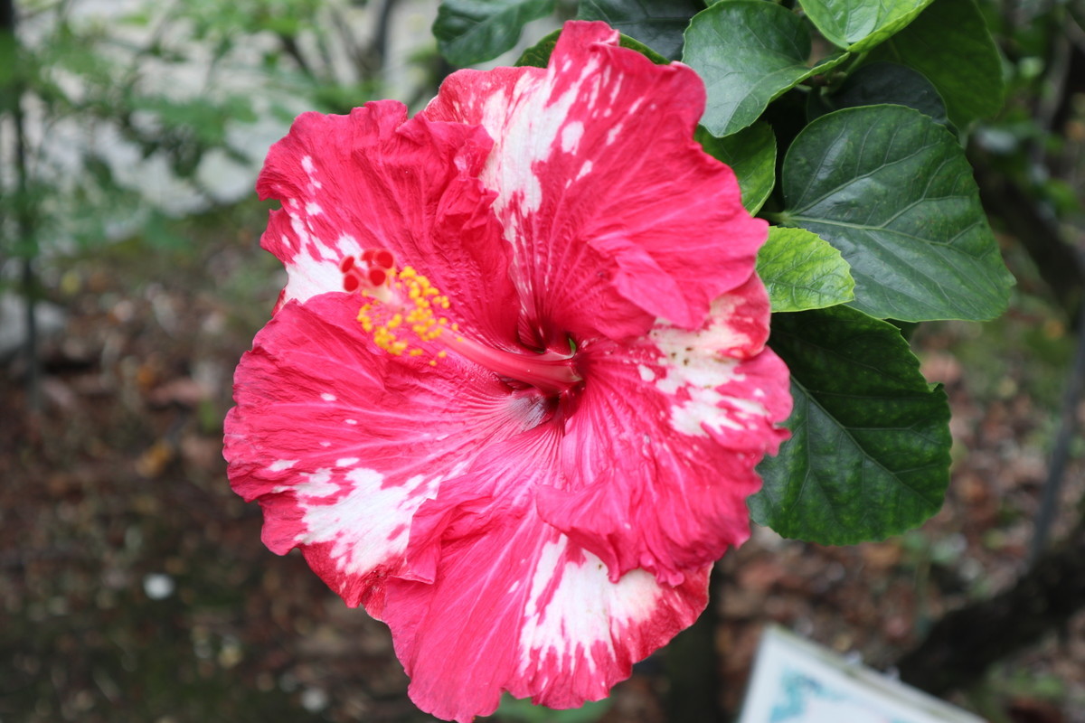 f:id:bluemoonbell:20190305203444j:image:w300