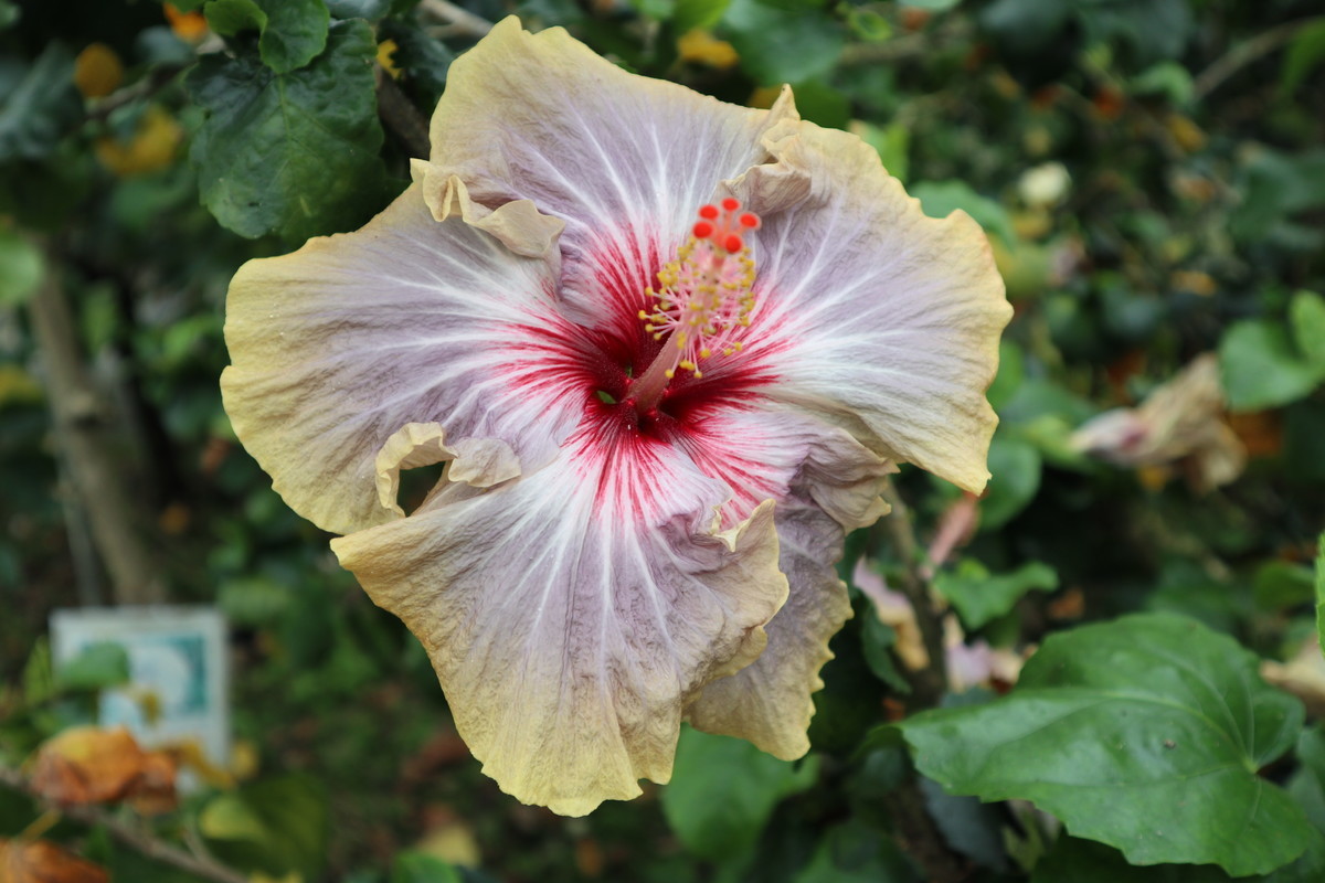 f:id:bluemoonbell:20190305203705j:plain f:id:bluemoonbell:20190305203705j:plain