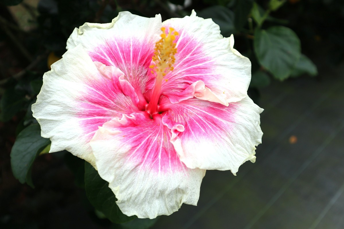f:id:bluemoonbell:20190305203722j:plain