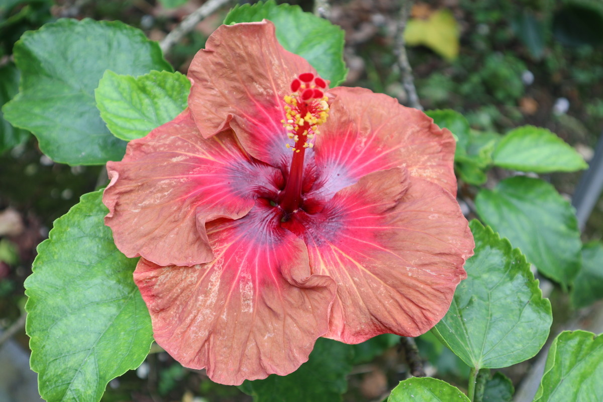 f:id:bluemoonbell:20190305203746j:image:w300