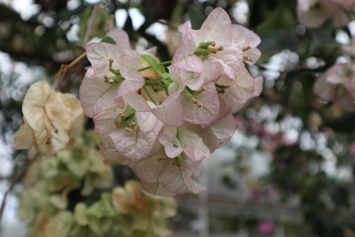 f:id:bluemoonbell:20190305204019j:plain