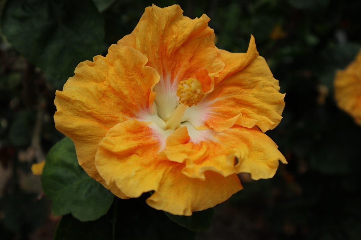 f:id:bluemoonbell:20190305204234j:image:w300:left