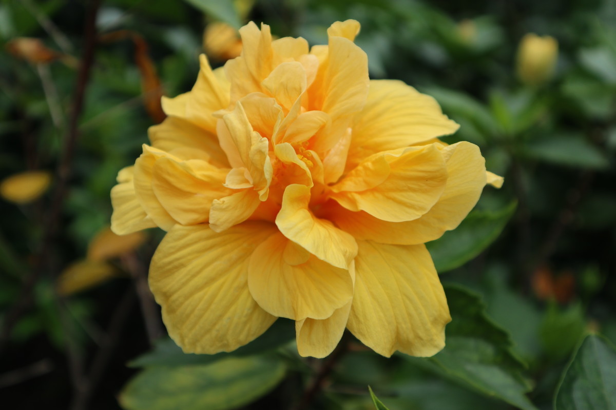 f:id:bluemoonbell:20190305204250j:image:w300