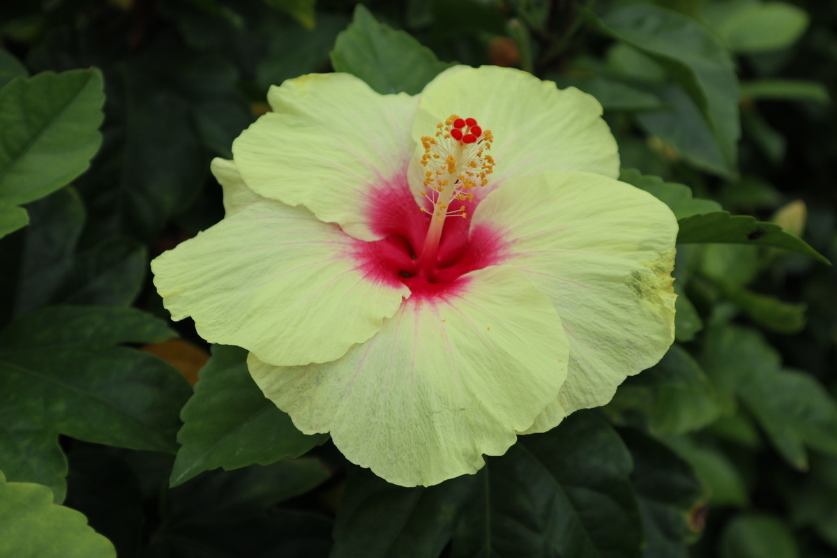 f:id:bluemoonbell:20190305204316j:image:w300:left