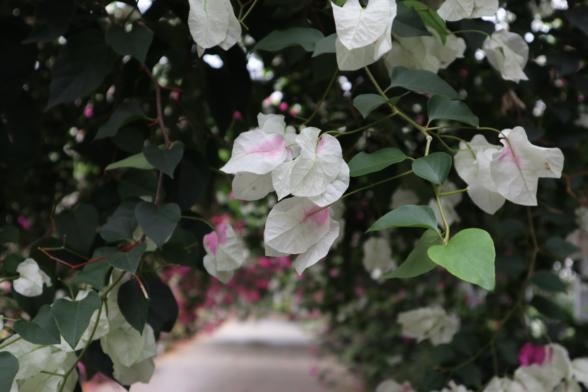 f:id:bluemoonbell:20190305204416j:plain