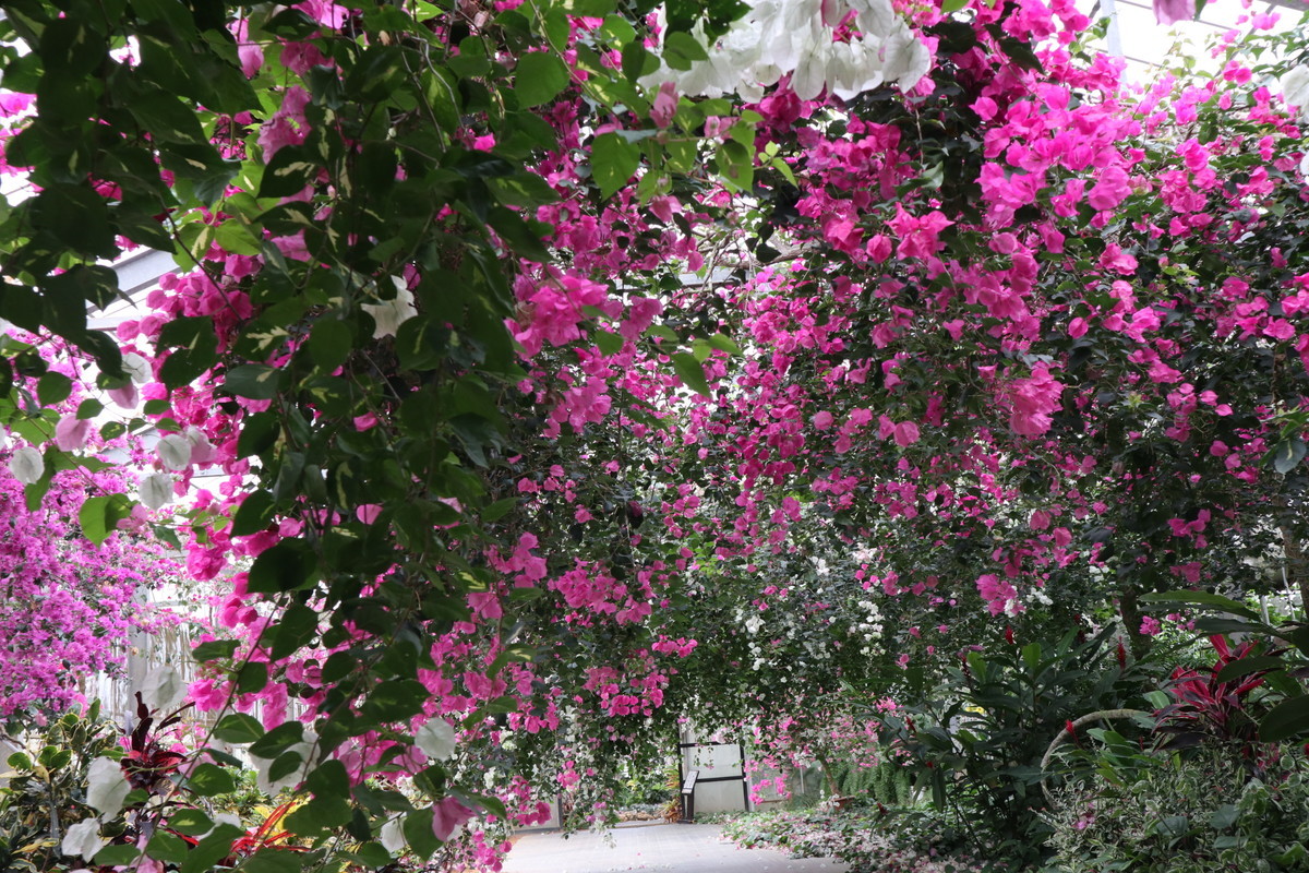 f:id:bluemoonbell:20190305204534j:plain