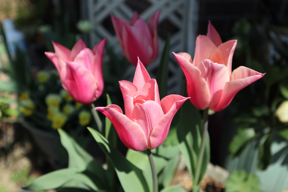 f:id:bluemoonbell:20190308223751j:plain f:id:bluemoonbell:20190308223751j:plain