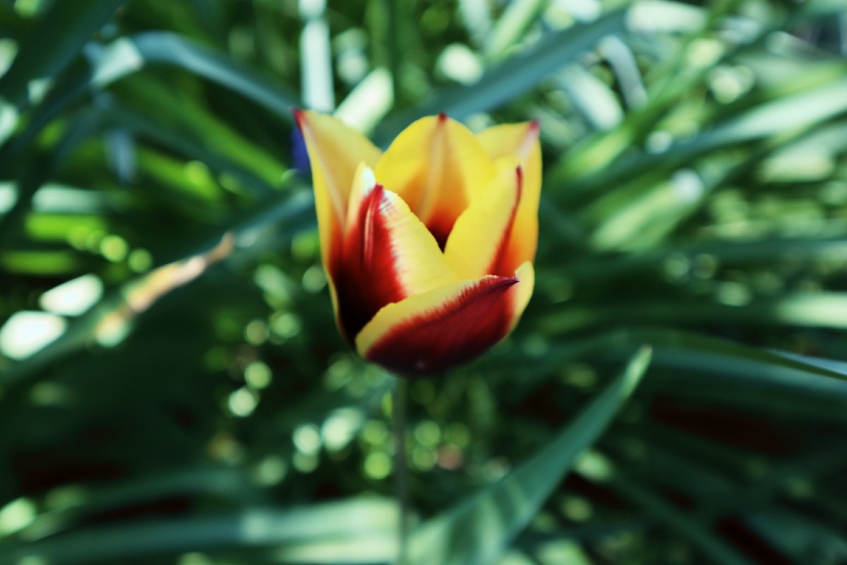 f:id:bluemoonbell:20190308223849j:plain f:id:bluemoonbell:20190308223849j:plain