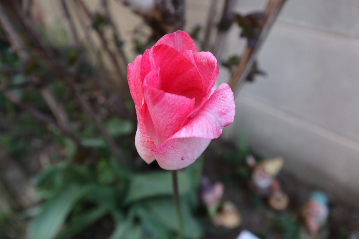 f:id:bluemoonbell:20190313151301j:plain f:id:bluemoonbell:20190313151301j:plain