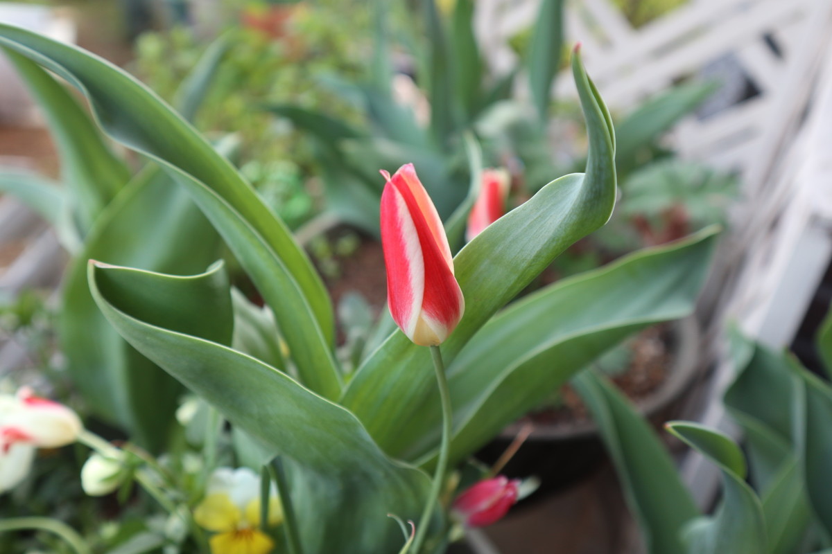 f:id:bluemoonbell:20190313151422j:plain f:id:bluemoonbell:20190313151422j:plain