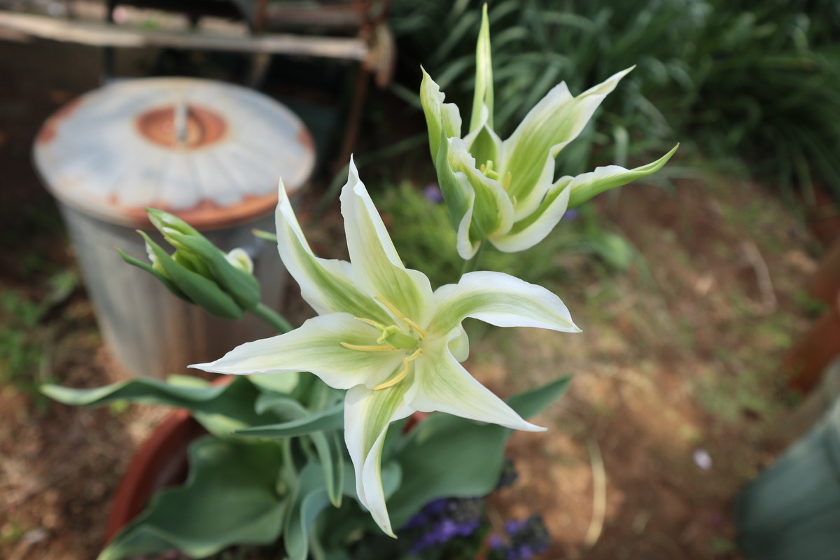 f:id:bluemoonbell:20190314222841j:plain f:id:bluemoonbell:20190314222841j:plain