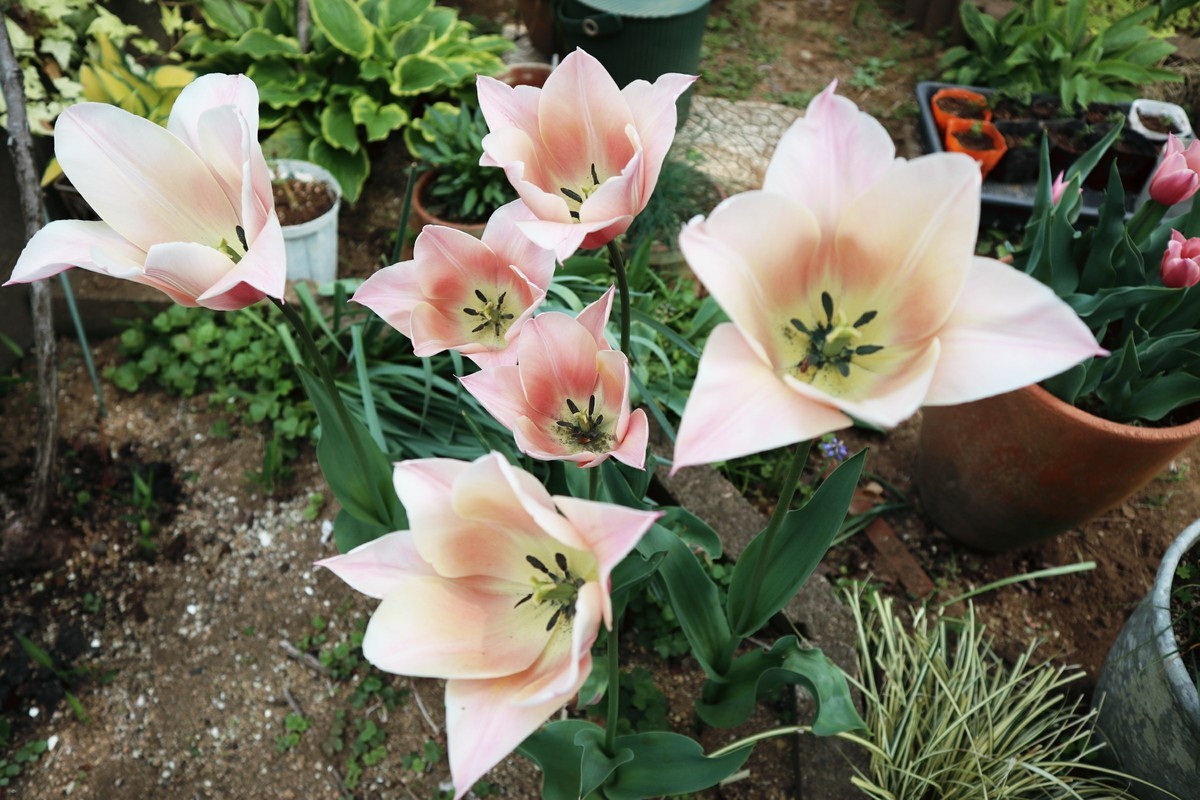 f:id:bluemoonbell:20190314222926j:plain f:id:bluemoonbell:20190314222926j:plain