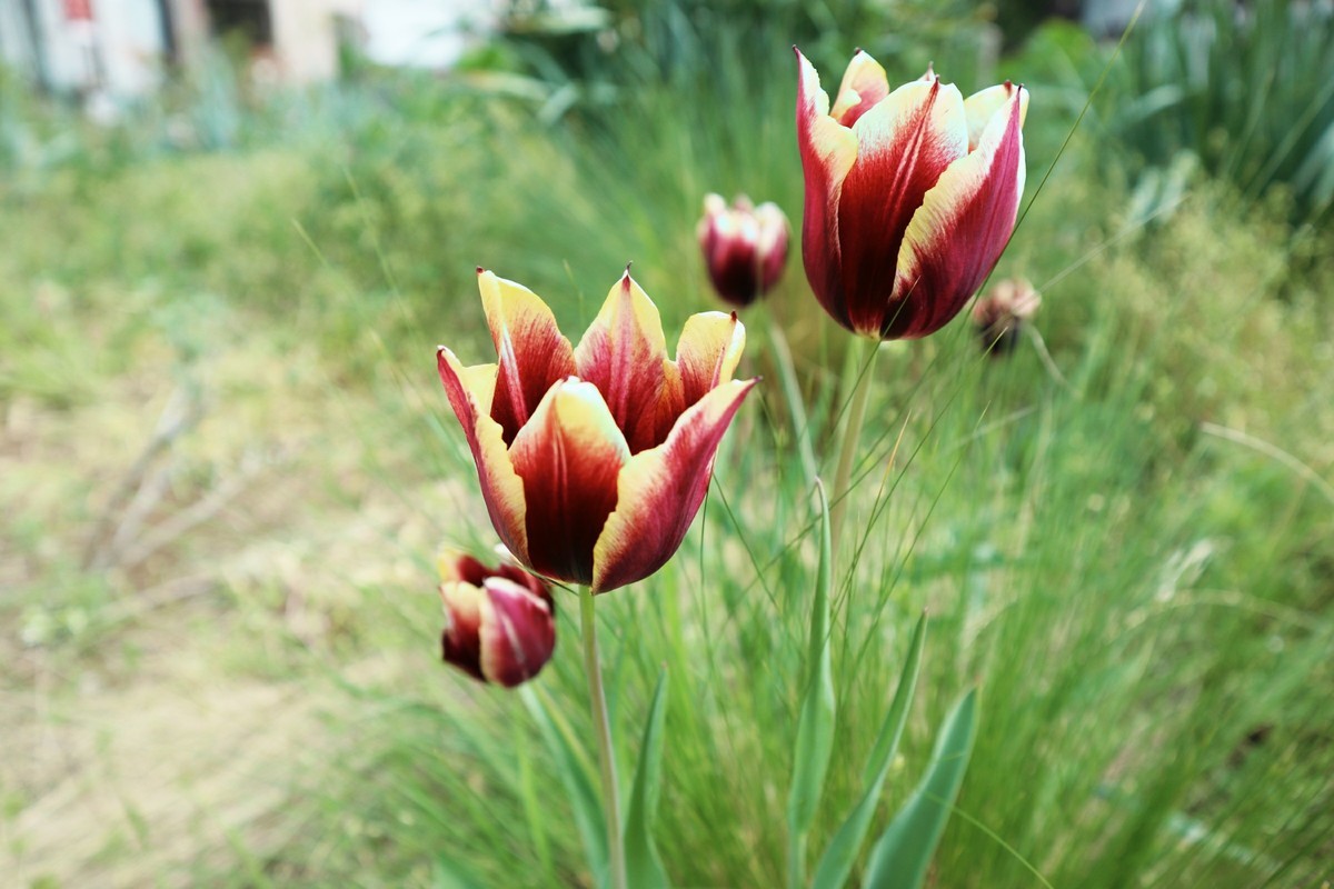 f:id:bluemoonbell:20190314224341j:plain f:id:bluemoonbell:20190314224341j:plain