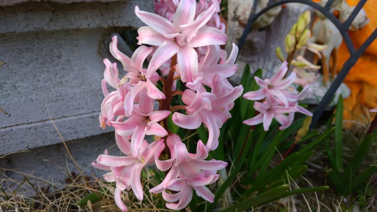 f:id:bluemoonbell:20190320171256j:plain