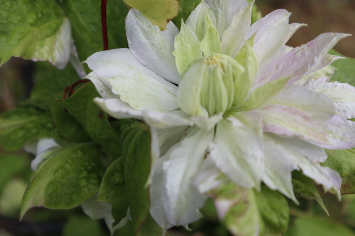 2019 クレマチス ベル・オブ・ウォッキング - 旅のRESUME