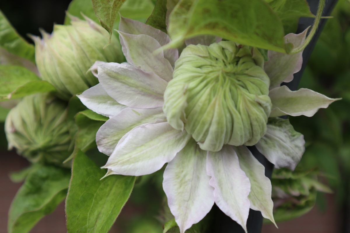 f:id:bluemoonbell:20190328154029j:plain