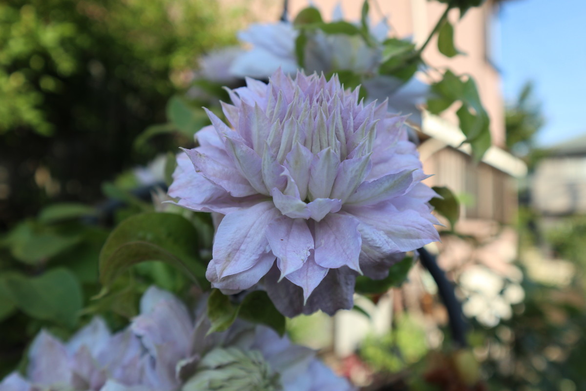 f:id:bluemoonbell:20190401155843j:plain