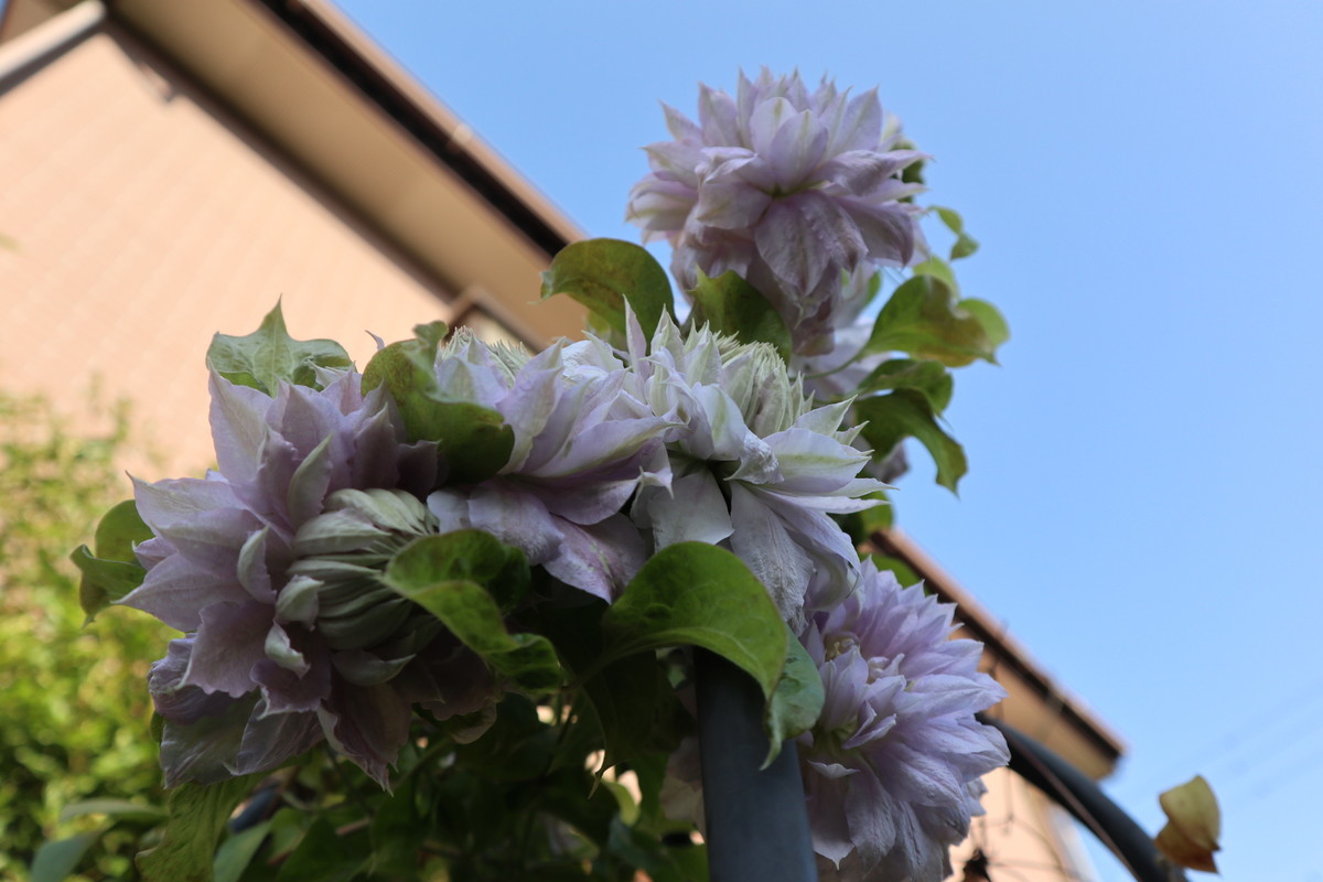 f:id:bluemoonbell:20190401155909j:plain