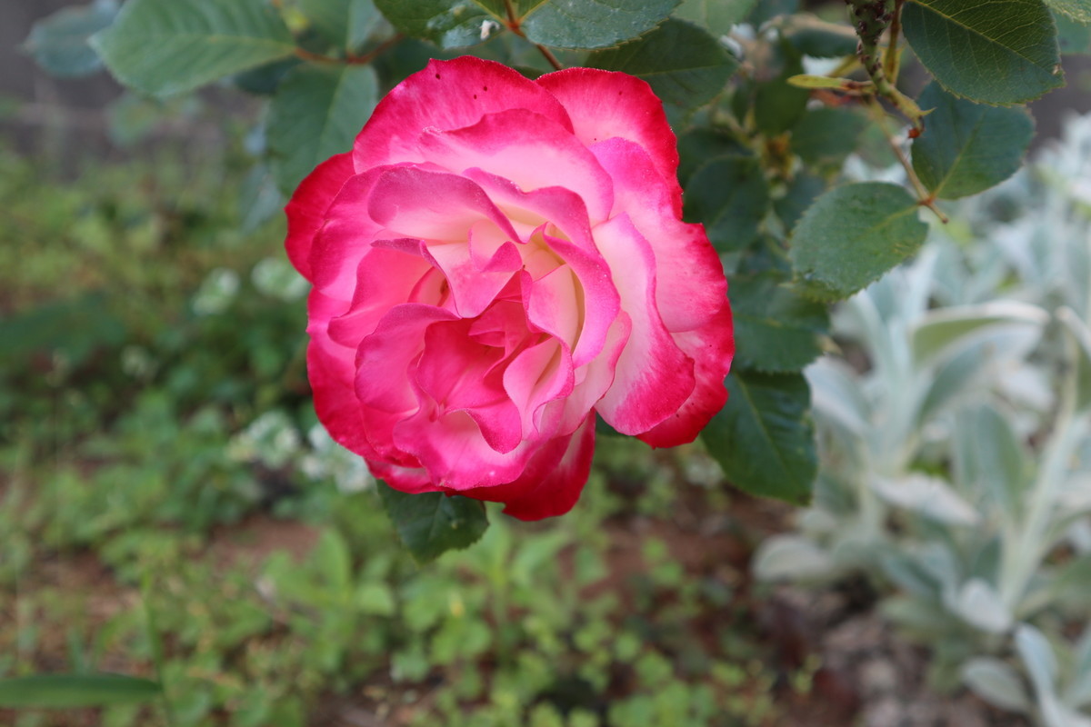 f:id:bluemoonbell:20190409153704j:plain f:id:bluemoonbell:20190409153704j:plain