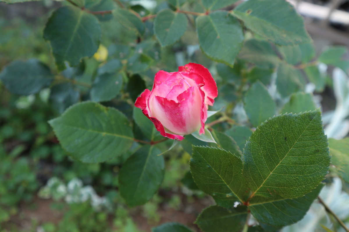 f:id:bluemoonbell:20190409153711j:plain f:id:bluemoonbell:20190409153711j:plain