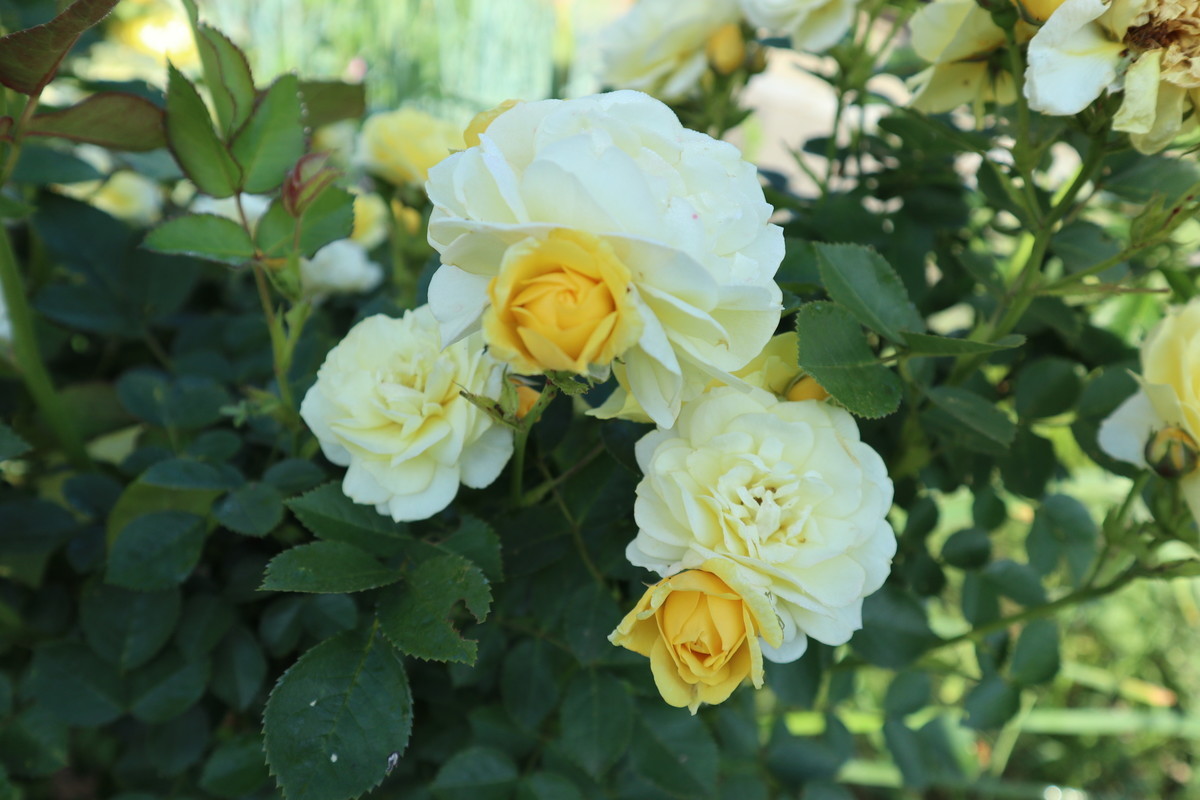 f:id:bluemoonbell:20190409153740j:plain f:id:bluemoonbell:20190409153740j:plain