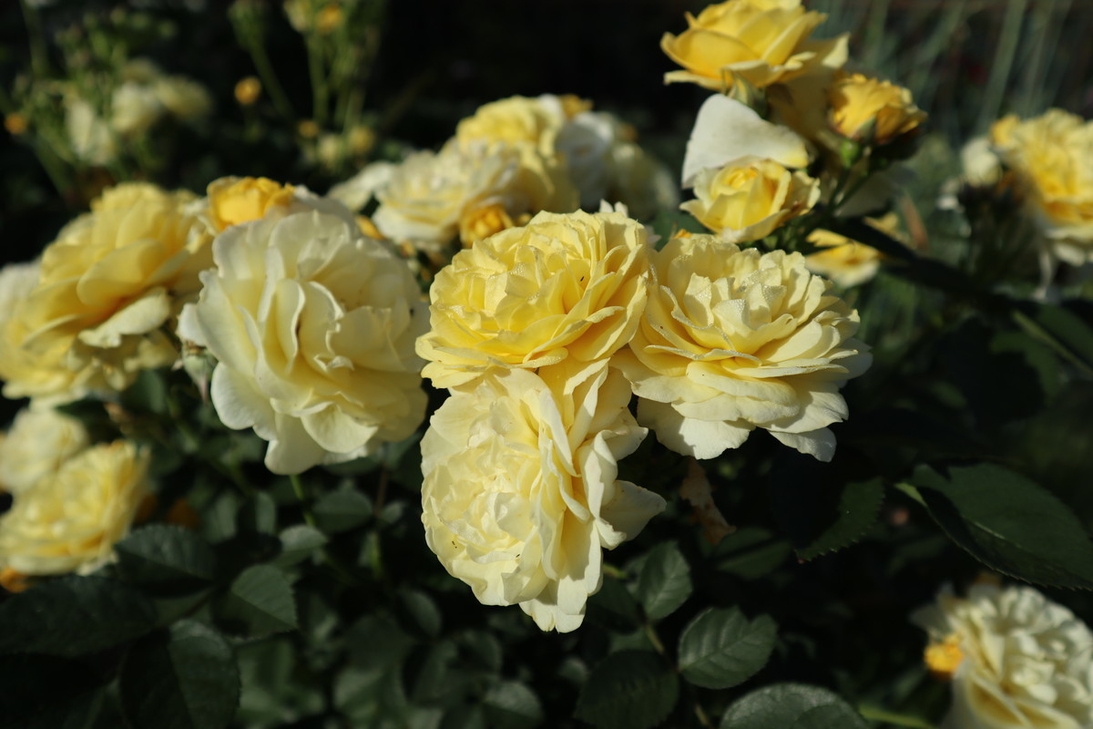 f:id:bluemoonbell:20190409153834j:plain f:id:bluemoonbell:20190409153834j:plain